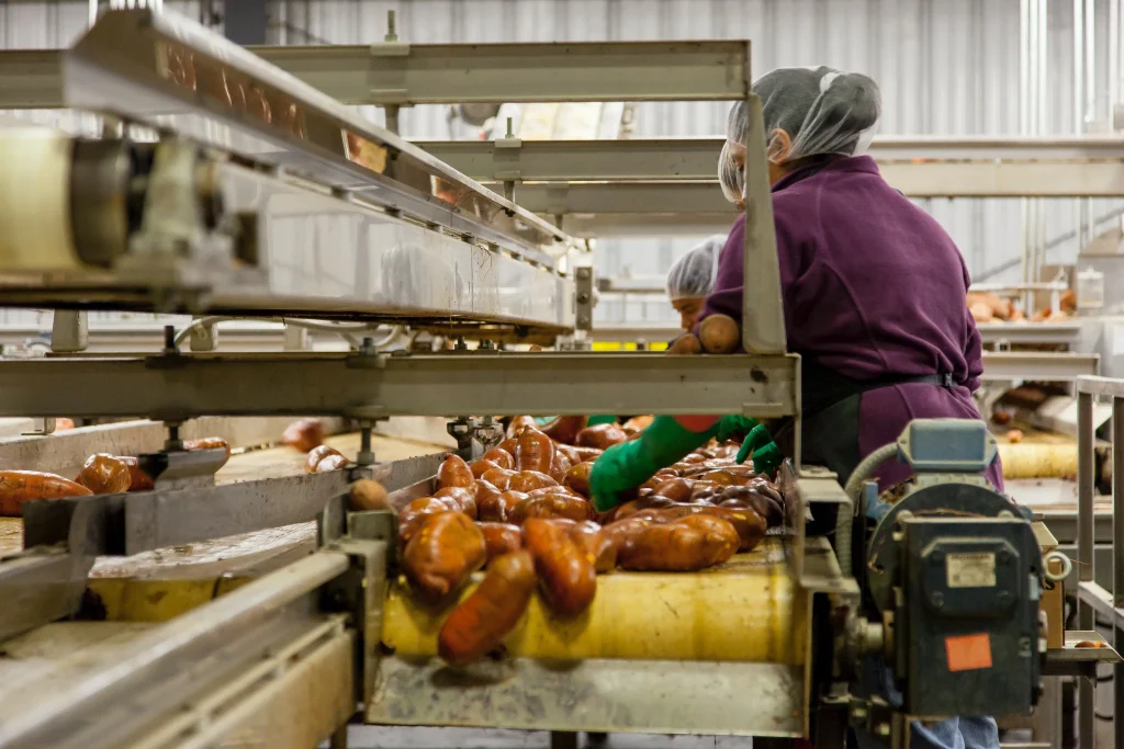 An international worker in a factory cleaning potatos